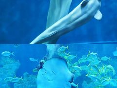 -芜湖新华联大白鲸海洋公园