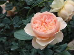 -人民公园(罗湖区)