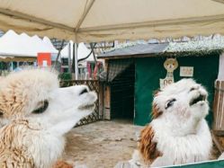 -萌宠亲子动物乐园(槐房万达店)