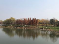 -贡湖湾湿地公园