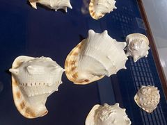 -青岛贝壳博物馆