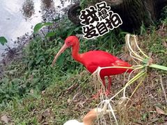 -吉隆坡雀鸟公园