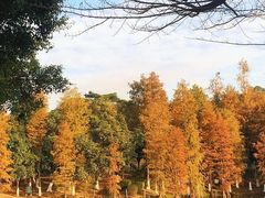 -番禺大夫山森林公园