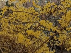 -桃花堤公园