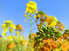 -中国天府农业博览园