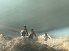 -新加坡飞禽公园