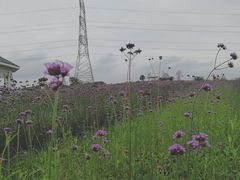 -紫颐香薰山谷景区