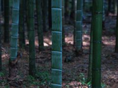 -西湖风景区十里琅珰-五云山