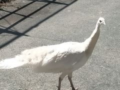 -新疆天山野生动物园