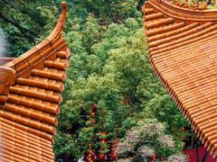 -深圳仙湖植物园