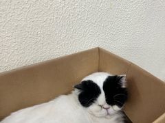 -猫小院猫主题餐厅(南锣旗舰店)
