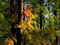 -上海共青森林公园