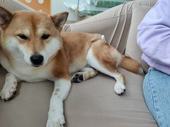 -怪兽屋·羊驼·猫咖·狗咖(俊华广场店)