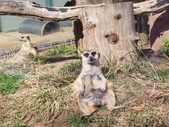 -大连森林动物园