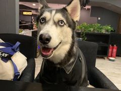 -百好乐宠物友好餐厅(朝外大街店)