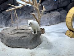 -海合安青岛极地海洋公园