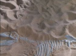 -恐龙探索乐园(磁器口店)