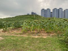 -光明小镇欢乐田园