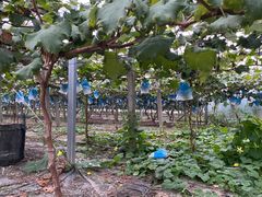 -马陆小张葡萄园农家乐