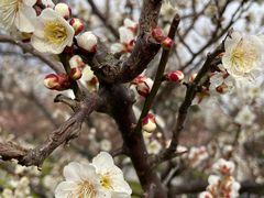 -新虹桥中心花园