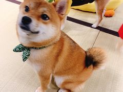 -逗柴咖啡屋·狗咖猫咖宠物桌游