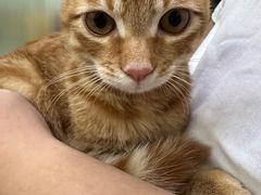 -艾贝尔宠物诊疗