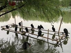 -长兴太湖图影湿地文化园