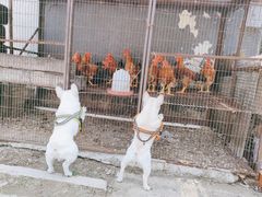 -遇见小院—虹鳟鱼•农家菜(怀柔店)