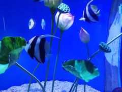 -上海海昌海洋公园