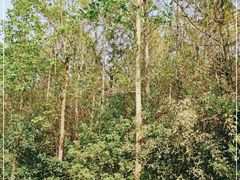 -上海海湾国家森林公园