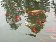 -绿茶餐厅(龙井船宴· 品牌总店)