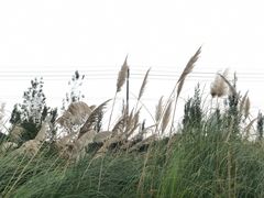 -白鹭湾湿地公园