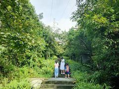 -铁山坪森林公园