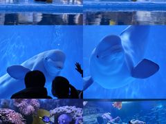 -多彩贵州城极地海洋世界
