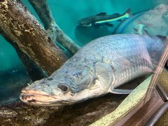 -上海海洋水族馆