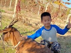 -安德鲁户外烧烤帐篷营地(马泉营店)