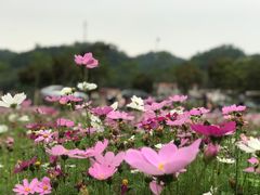 -红山村