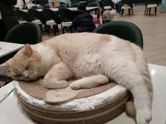 -安格丽娜·狗咖·猫咖羊驼咖(春熙路百盛商场店)