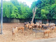 -清迈夜间动物园