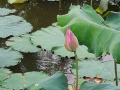 -泰州凤城河风景区-泰山公园