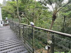 -新加坡飞禽公园