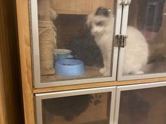 -猫的茶·猫咖
