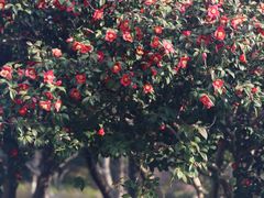 -玄武湖景区-情侣园游乐场