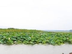 -微山湖红荷湿地景区