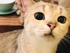 -猫色咖啡·猫咖