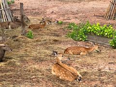 -清迈夜间动物园