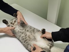 -格蕾宠物医院24H·猫科·肿瘤科·骨科中心(福州总院)