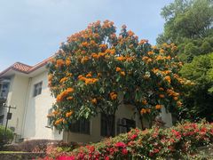 -深圳仙湖植物园