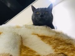 -藏猫猫咖啡主题馆(中央大道店)