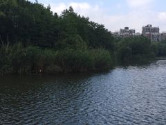 -新江湾城公园